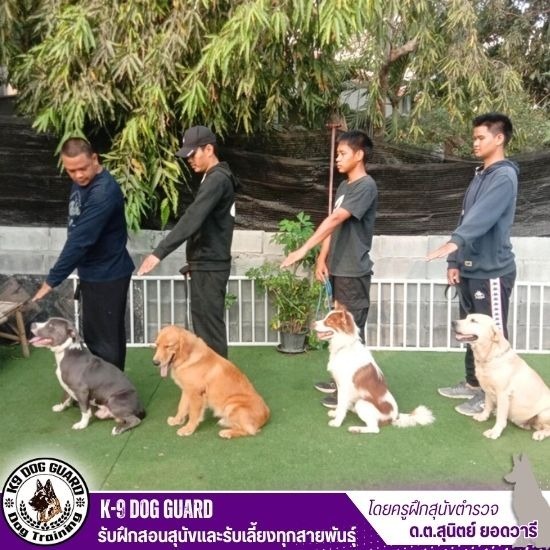 โรงเรียนฝึกสุนัขใกล้ฉัน - รับฝึกสอนสุนัขและรับเลี้ยงทุกสายพันธุ์ โรงเรียนฝึกสุนัขใกล้ฉัน - รับฝึกสอนสุนัขและรับเลี้ยงทุกสายพันธุ์