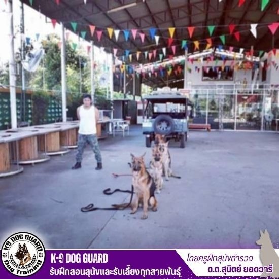 รับฝึกสุนัข กรุงเทพฯ - รับฝึกสอนสุนัขและรับเลี้ยงทุกสายพันธุ์