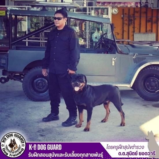 ศูนย์ฝึกสุนัข - รับฝึกสอนสุนัขและรับเลี้ยงทุกสายพันธุ์ ศูนย์ฝึกสุนัข - รับฝึกสอนสุนัขและรับเลี้ยงทุกสายพันธุ์