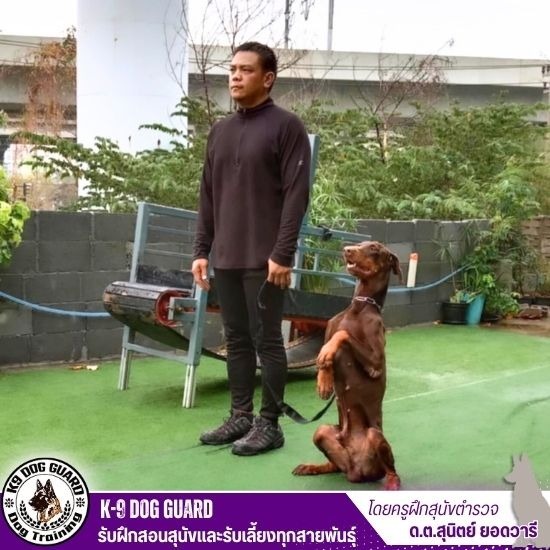 ฝากสุนัขใกล้ฉัน - รับฝึกสอนสุนัขและรับเลี้ยงทุกสายพันธุ์ ฝากสุนัขใกล้ฉัน - รับฝึกสอนสุนัขและรับเลี้ยงทุกสายพันธุ์