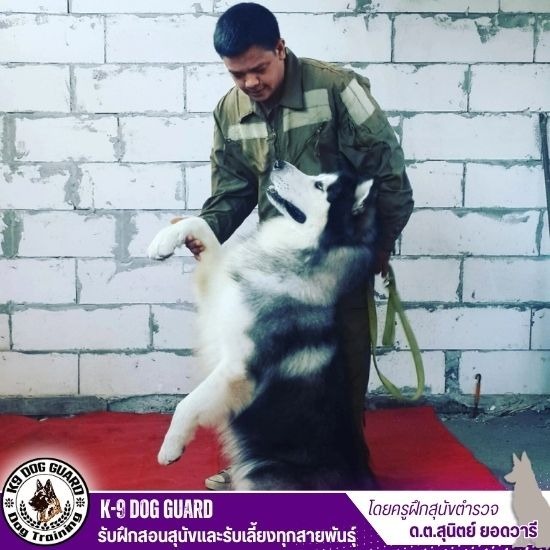 รับฝากหมา - รับฝึกสอนสุนัขและรับเลี้ยงทุกสายพันธุ์ รับฝากหมา - รับฝึกสอนสุนัขและรับเลี้ยงทุกสายพันธุ์