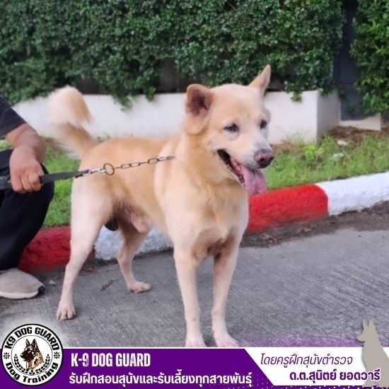 รับฝากสุนัขไม่ขังกรง - รับฝึกสอนสุนัขและรับเลี้ยงทุกสายพันธุ์ รับฝากสุนัขไม่ขังกรง - รับฝึกสอนสุนัขและรับเลี้ยงทุกสายพันธุ์