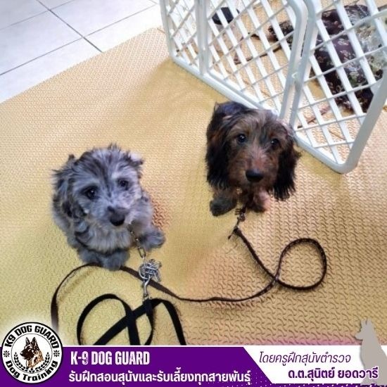 โรงเรียนฝึกสุนัข ราคาถูก - รับฝึกสอนสุนัขและรับเลี้ยงทุกสายพันธุ์ โรงเรียนฝึกสุนัข ราคาถูก - รับฝึกสอนสุนัขและรับเลี้ยงทุกสายพันธุ์