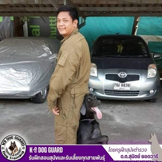 โรงเรียนฝึกสุนัข ใกล้ฉัน ราคา - รับฝึกสอนสุนัขและรับเลี้ยงทุกสายพันธุ์