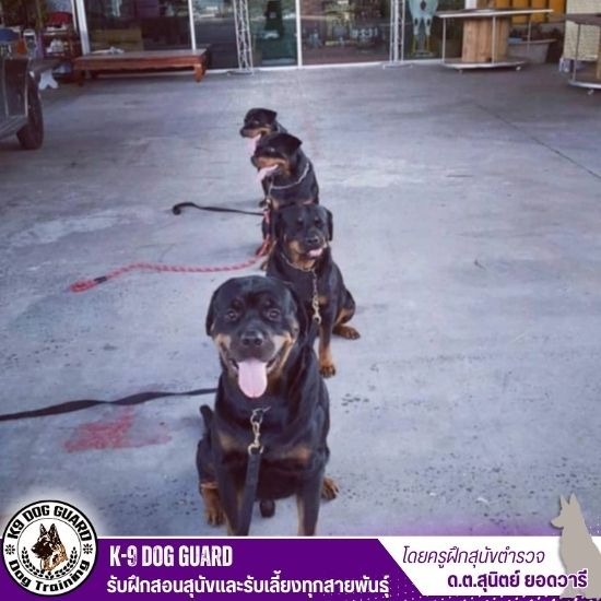 รับฝึกสุนัข - รับฝึกสอนสุนัขและรับเลี้ยงทุกสายพันธุ์ รับฝึกสุนัข - รับฝึกสอนสุนัขและรับเลี้ยงทุกสายพันธุ์