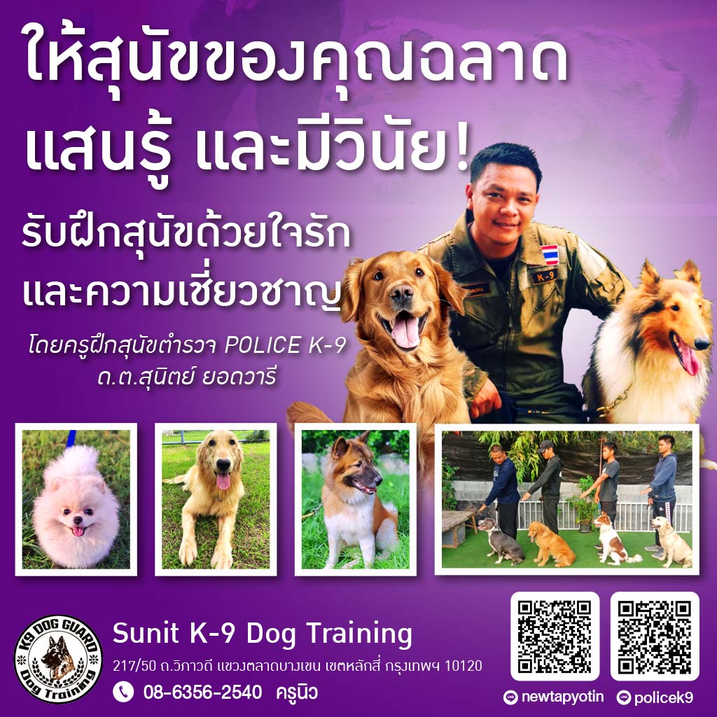 M80035242-02-รับฝึกสุนัขด้วยใจรักและความเชี่ยวชาญ